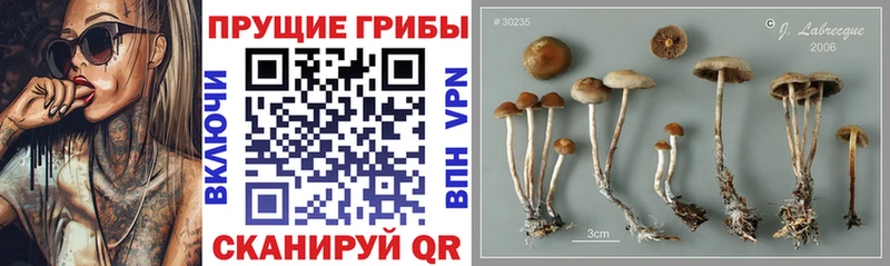 Галлюциногенные грибы Cubensis  ОМГ ОМГ зеркало  Кузнецк 